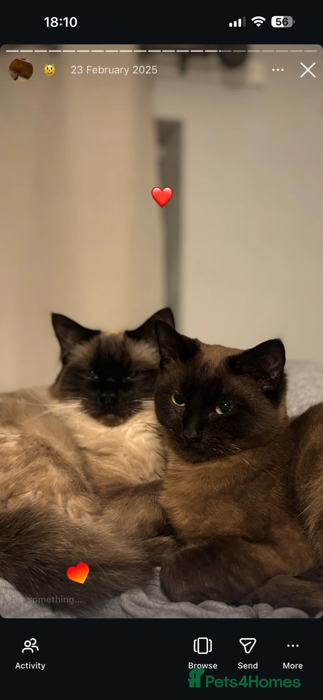 Ragdoll cats for sale: Ragdoll x mink tonkinese kittens  - Advert 1
