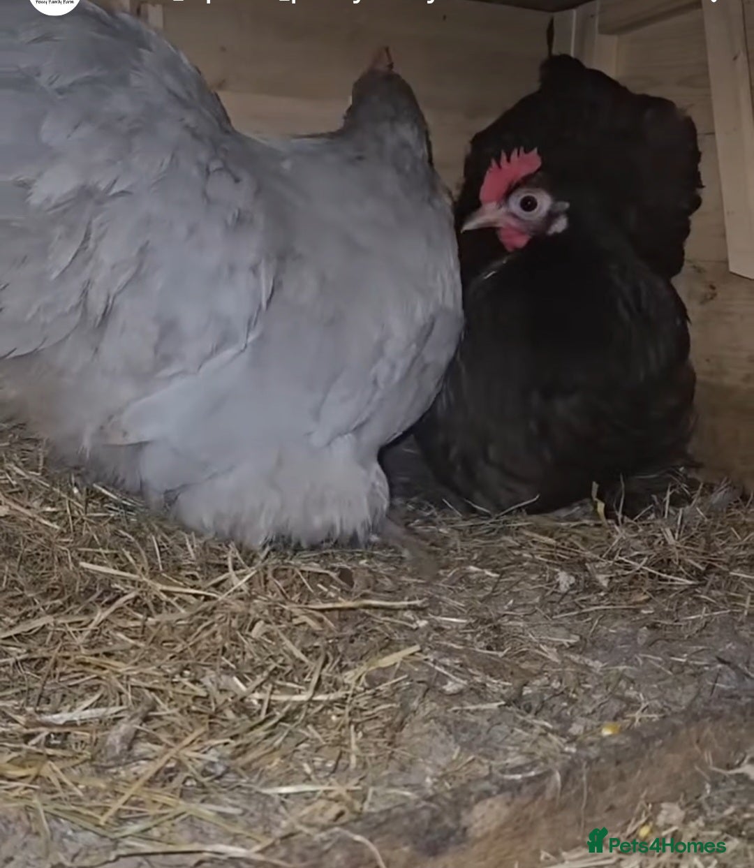 Mixed Breed birds for sale: Chickens for sale  - Advert 3