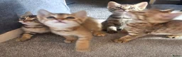 Mixed Breed cats for sale: Kitten for sale  - Advert 3