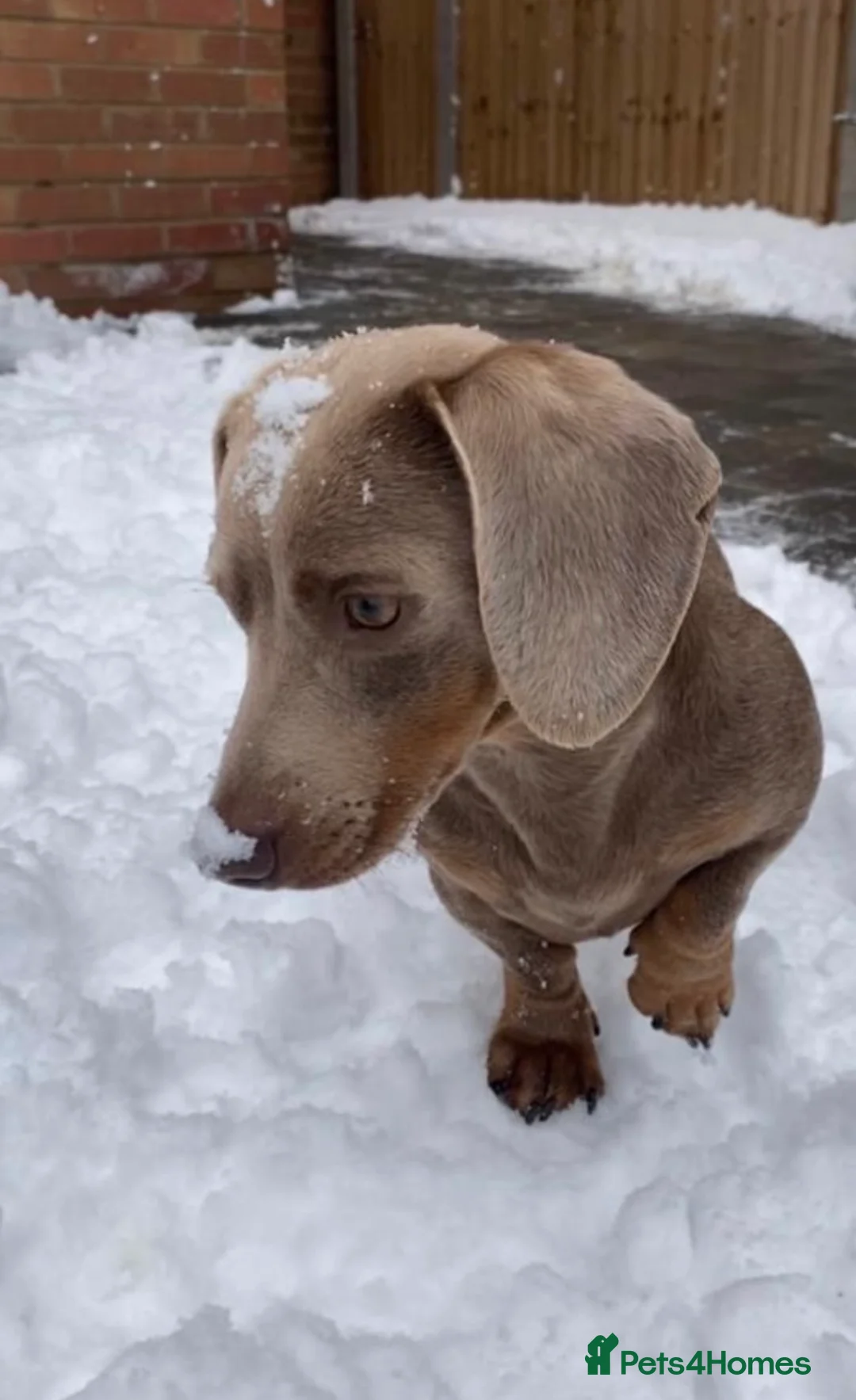 Miniature Dachshund dogs for sale: Beautiful chocolate & tan miniature dachshunds  - Advert 40