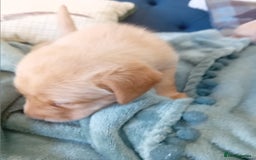Labrador Retriever dogs for sale: Fox red labrador puppies  - Image 9