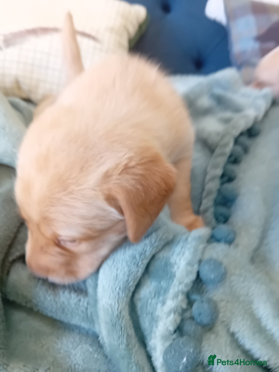Labrador Retriever dogs for sale: Fox red labrador puppies  - Image 9