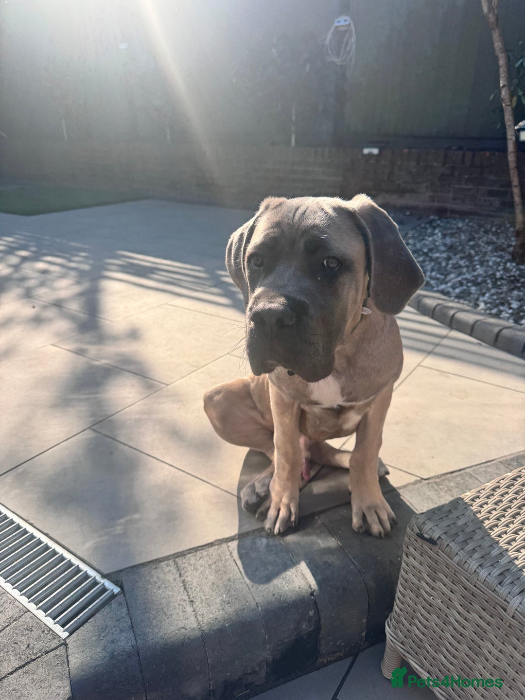 Cane Corso dogs for sale: Male Cane Corso - Image 9