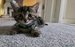 Mixed Breed cats for sale: Gorgeous 2 Girls and 3 boys For sale - Image 26