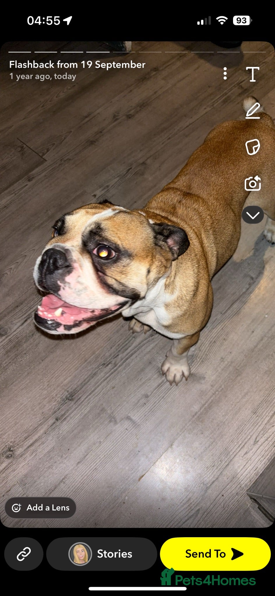 English Bulldog dogs Meet Callie - English bulldog  - Advert 10