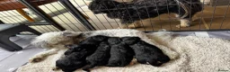 Mixed Breed dogs for sale: Absolutely Stunning Rare Phantom Cavapoo - Advert 8