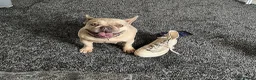French Bulldog dogs for sale: French Bulldog Puppy - Advert 4