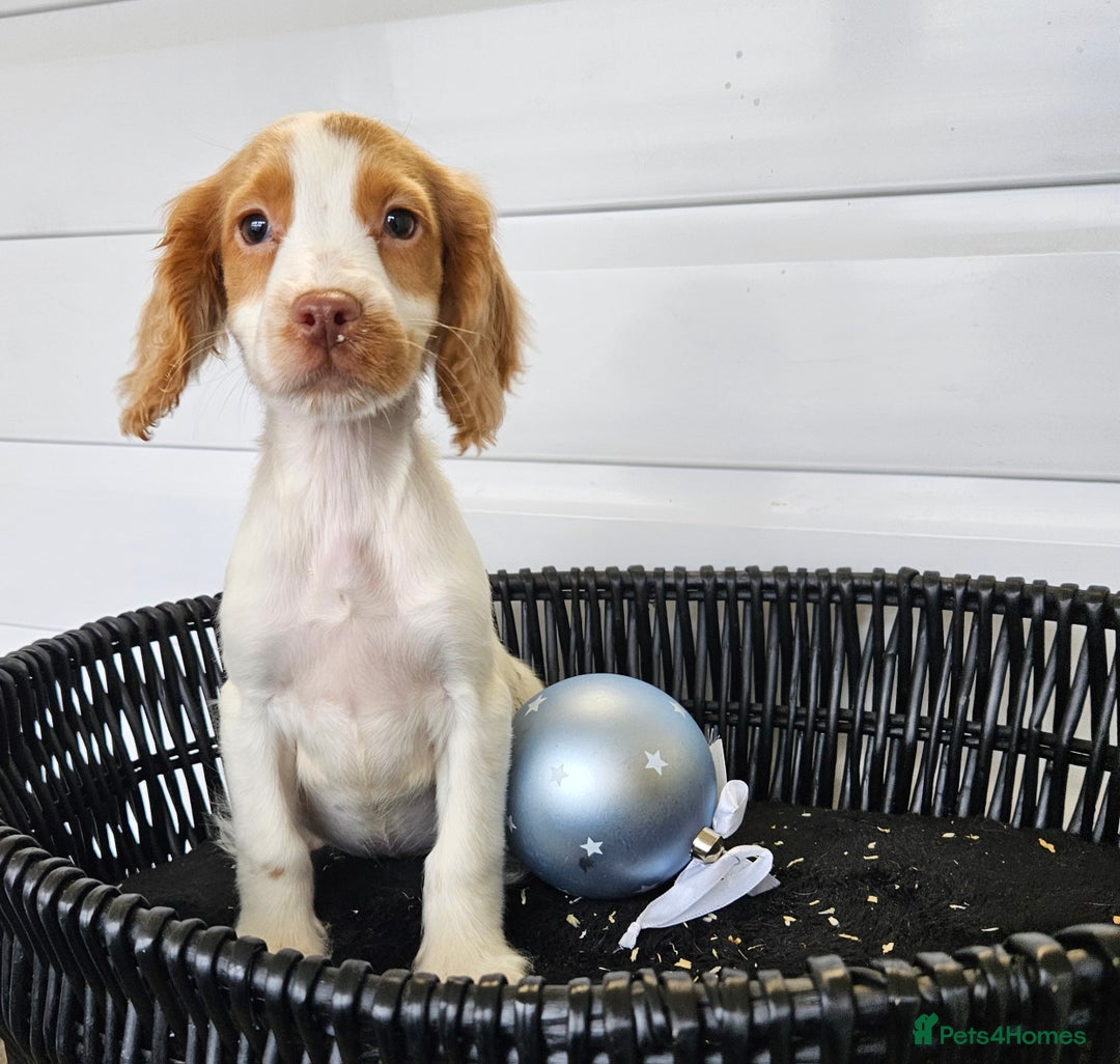 Cocker Spaniel dogs for sale: Working type rare marking cocker spaniels - Advert 22