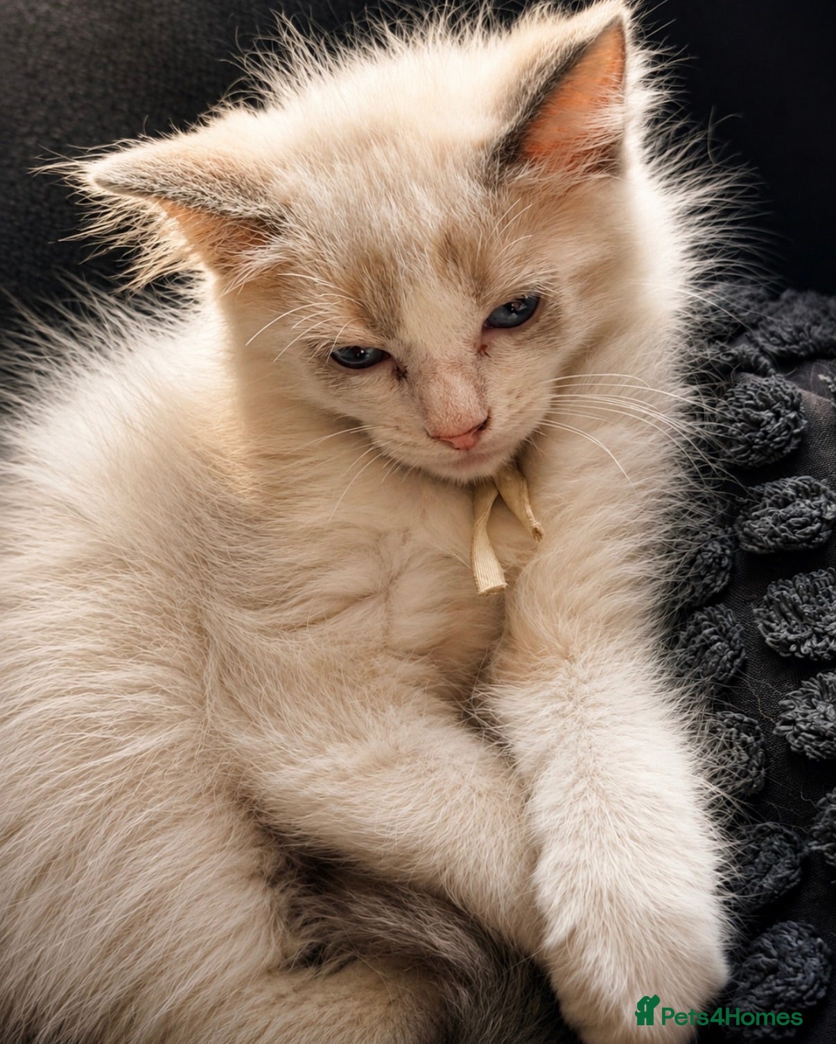 Ragdoll cats ⭐️Two beautiful female ragdoll kittens for sale⭐️ - Advert 11
