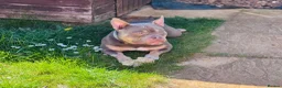 American Bully dogs for sale: Pocket/Mirco bully  - Advert 2