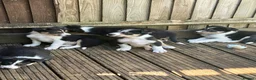 Border Collie dogs for sale: Boarder collie  - Advert 6