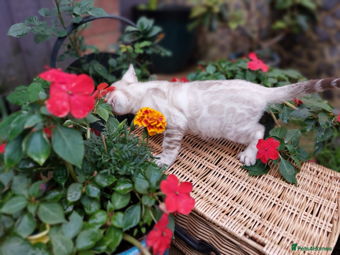 Bengal cats for sale: Stunning pure Bengal Kittens - Image 22