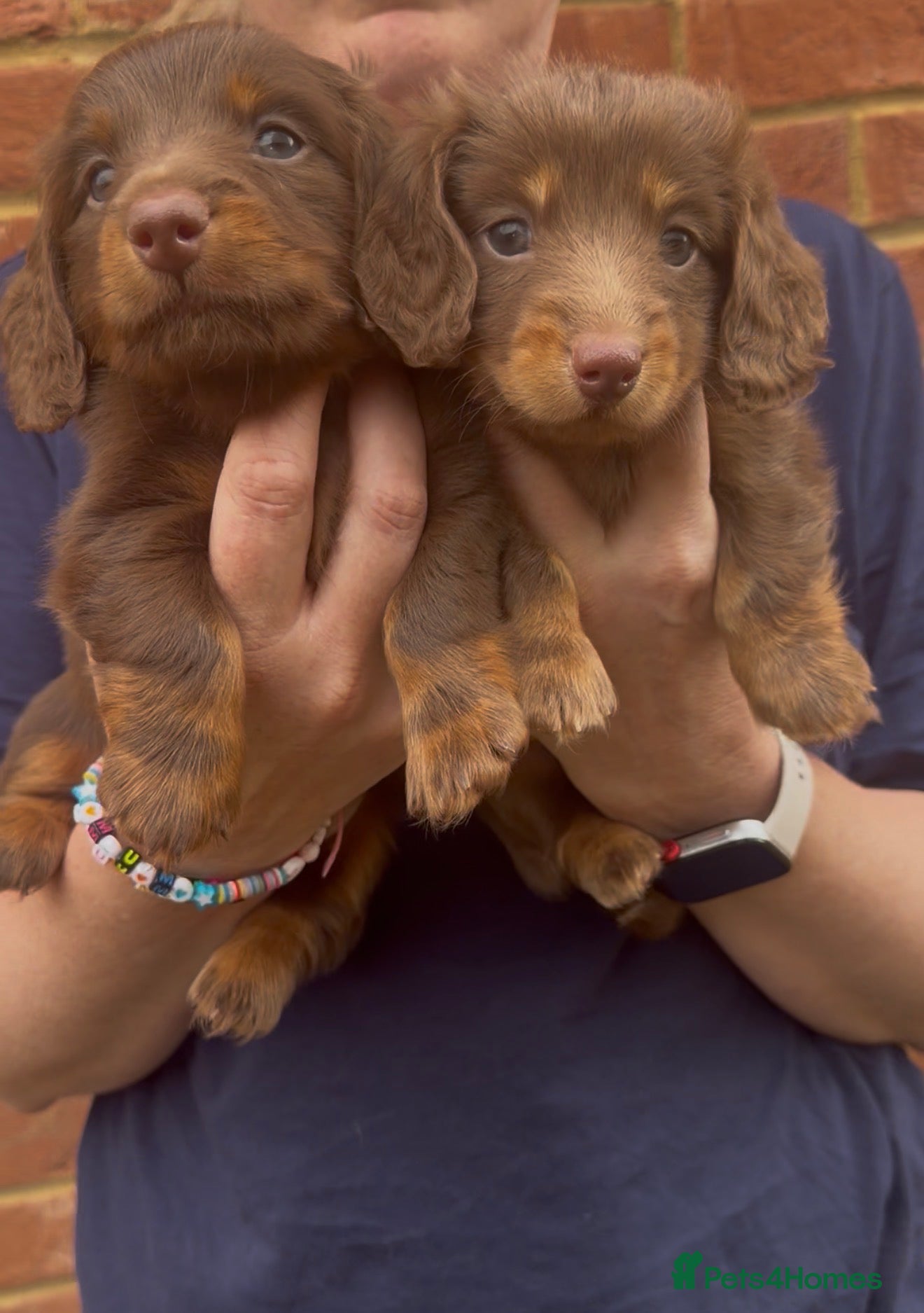 Miniature Dachshund dogs Long Haired Miniature Dachshund-Isabella&Chocolate - Advert 13