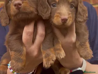 Miniature Dachshund dogs Long Haired Miniature Dachshund-Isabella&Chocolate - Advert 13