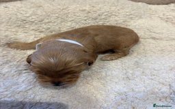 Cockapoo dogs for sale: ✨6 cockapoo puppies looking for forever home ✨ - Image 7