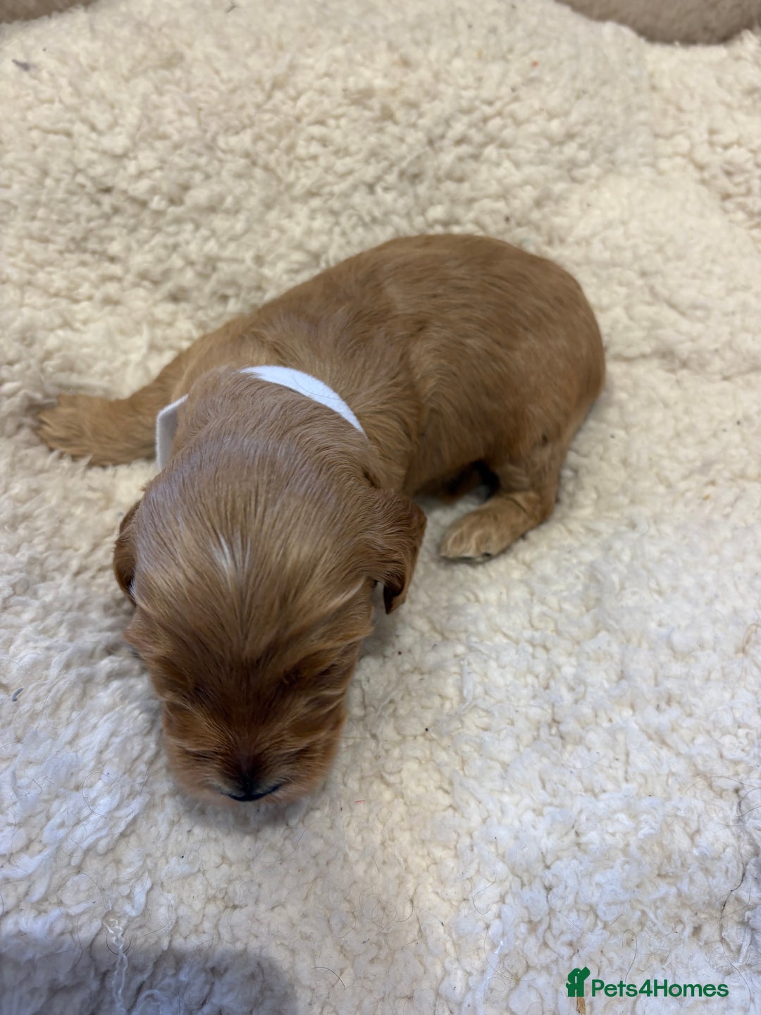 Cockapoo dogs for sale: ✨6 cockapoo puppies looking for forever home ✨ - Image 7