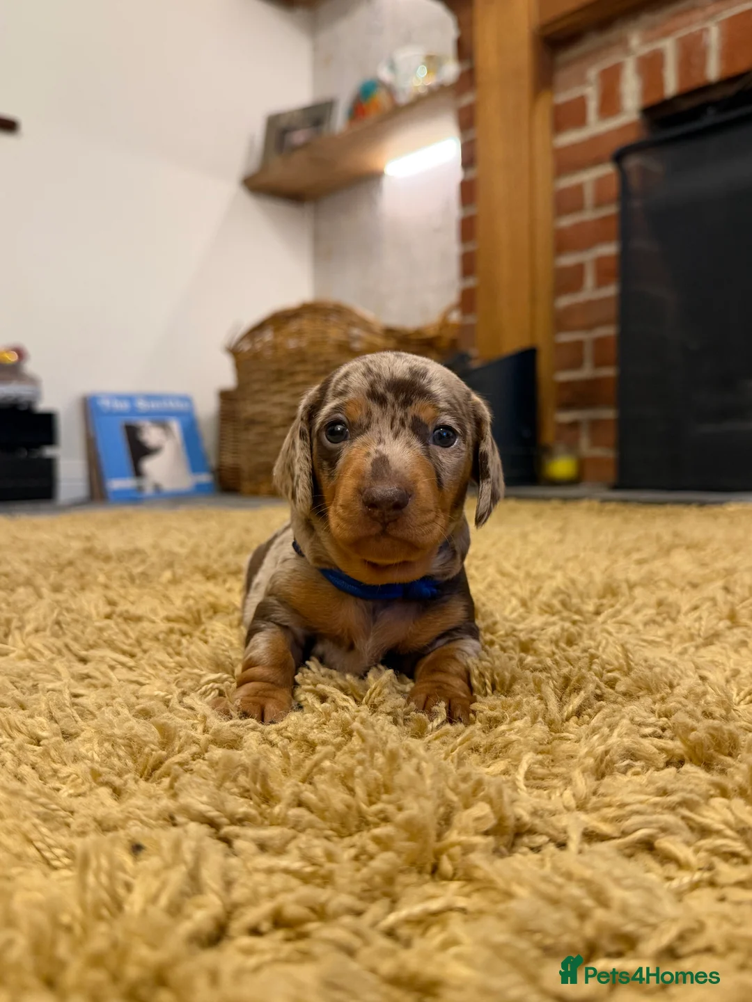 Miniature Dachshund dogs for sale: KC Miniature Dachshund puppies for sale  in Colchester - Advert 7