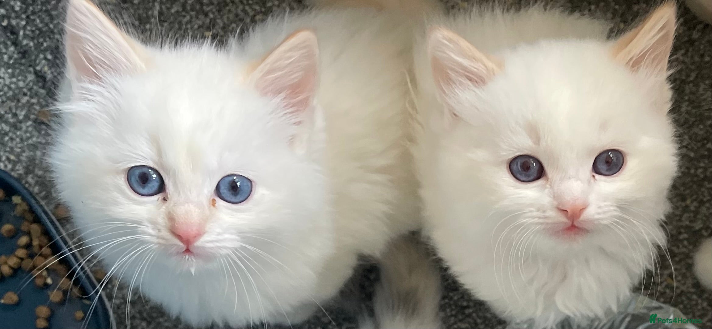 Ragdoll cats DoB:18/7/25& 14/11/25 Ragdoll Kittens Purebred - Advert 6