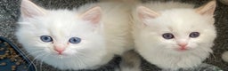 Ragdoll cats for sale: DoB:18/7/25& 14/11/25 Ragdoll Kittens Purebred - Advert 1