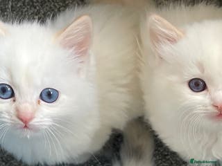 Ragdoll cats DoB:18/7/25& 14/11/25 Ragdoll Kittens Purebred - Advert 10