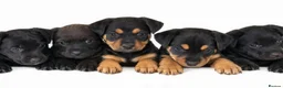 Mixed Breed dogs for sale: Lakeland / Fell terriers for sale in Pwllheli - Advert 1