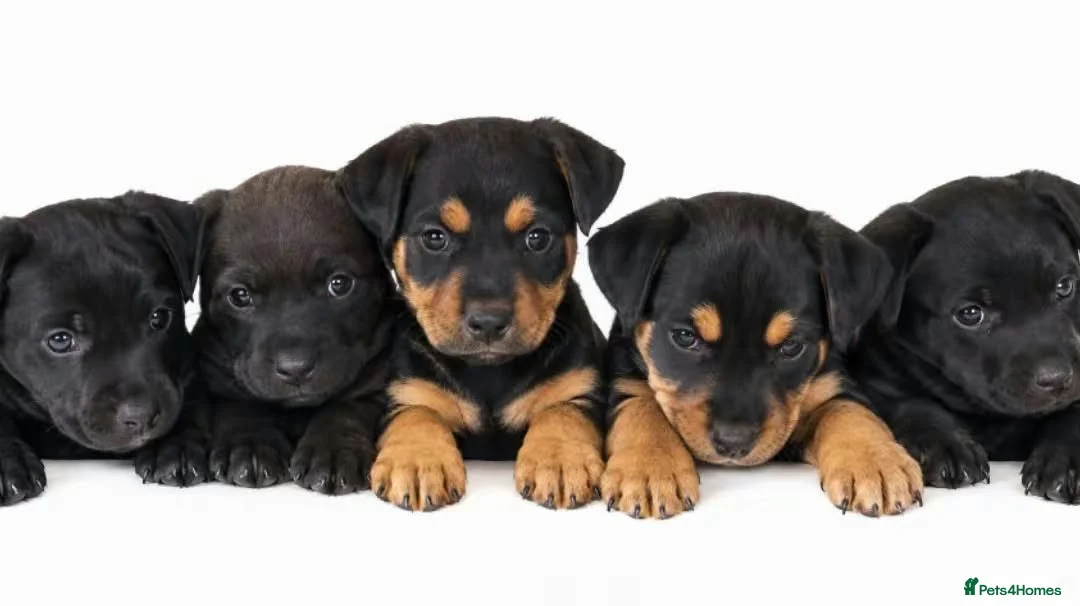 Mixed Breed dogs for sale: Lakeland / Fell terriers for sale in Pwllheli - Advert 1