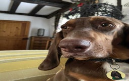 Mixed Breed dogs for adoption: Nacho - goofy Sabueso Hound for adoption - Image 12