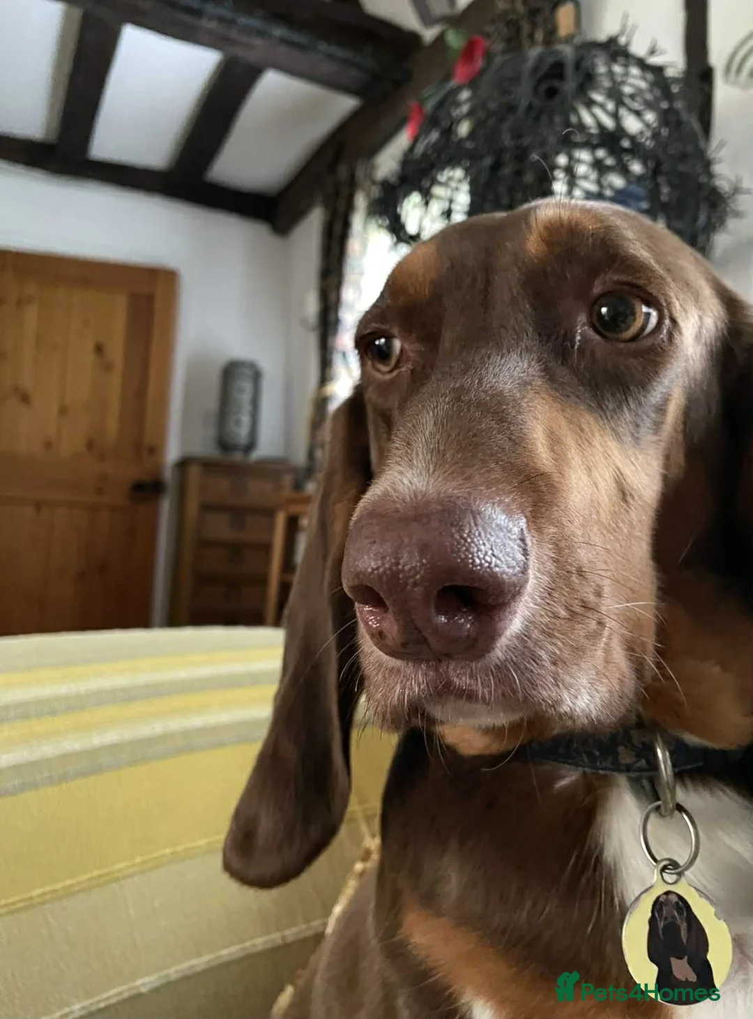 Mixed Breed dogs for adoption: Nacho - goofy Sabueso Hound for adoption - Advert 12