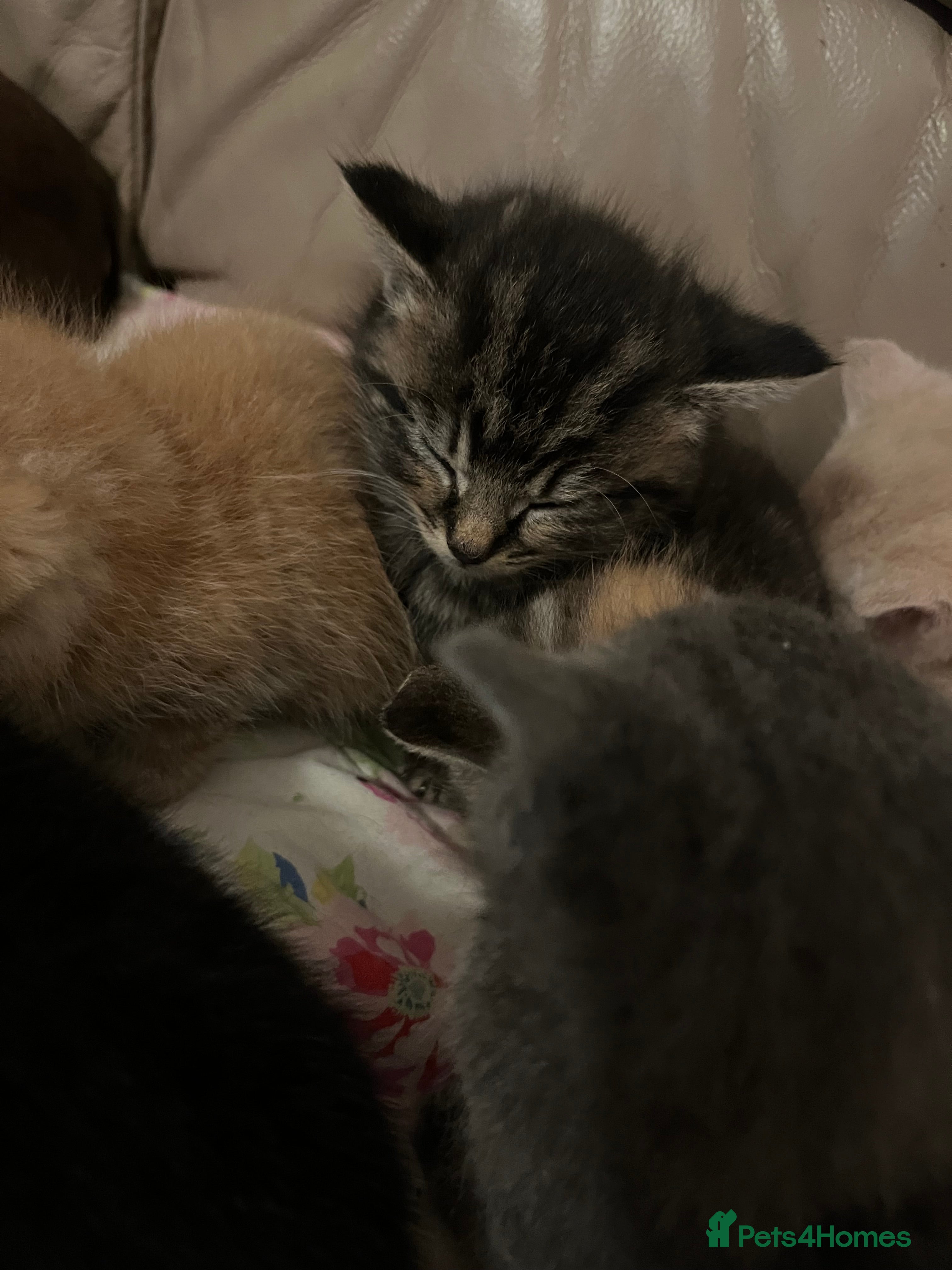 Mixed Breed cats Mixed breed kittens for sale  - Advert 2
