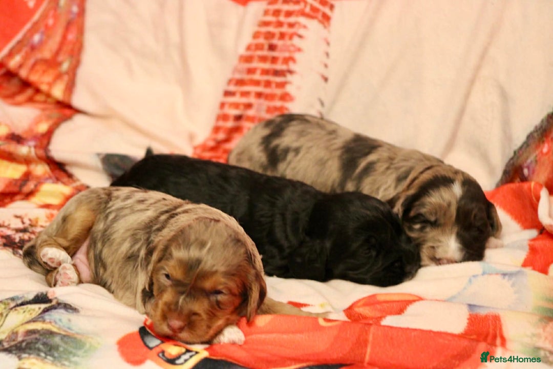 Cockapoo dogs for sale: Cockapoo puppies  - Advert 12