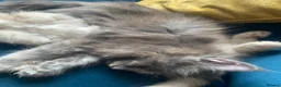 Maine Coon cats for sale: Gccf pedigree Maine coon kittens  - Advert 5