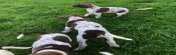 German Shorthaired Pointer dogs for sale: GSP Puppies in Aberdare - Advert 9