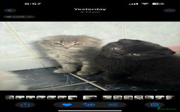Scottish Fold cats for sale: Scottish fold kittens  - Image 16