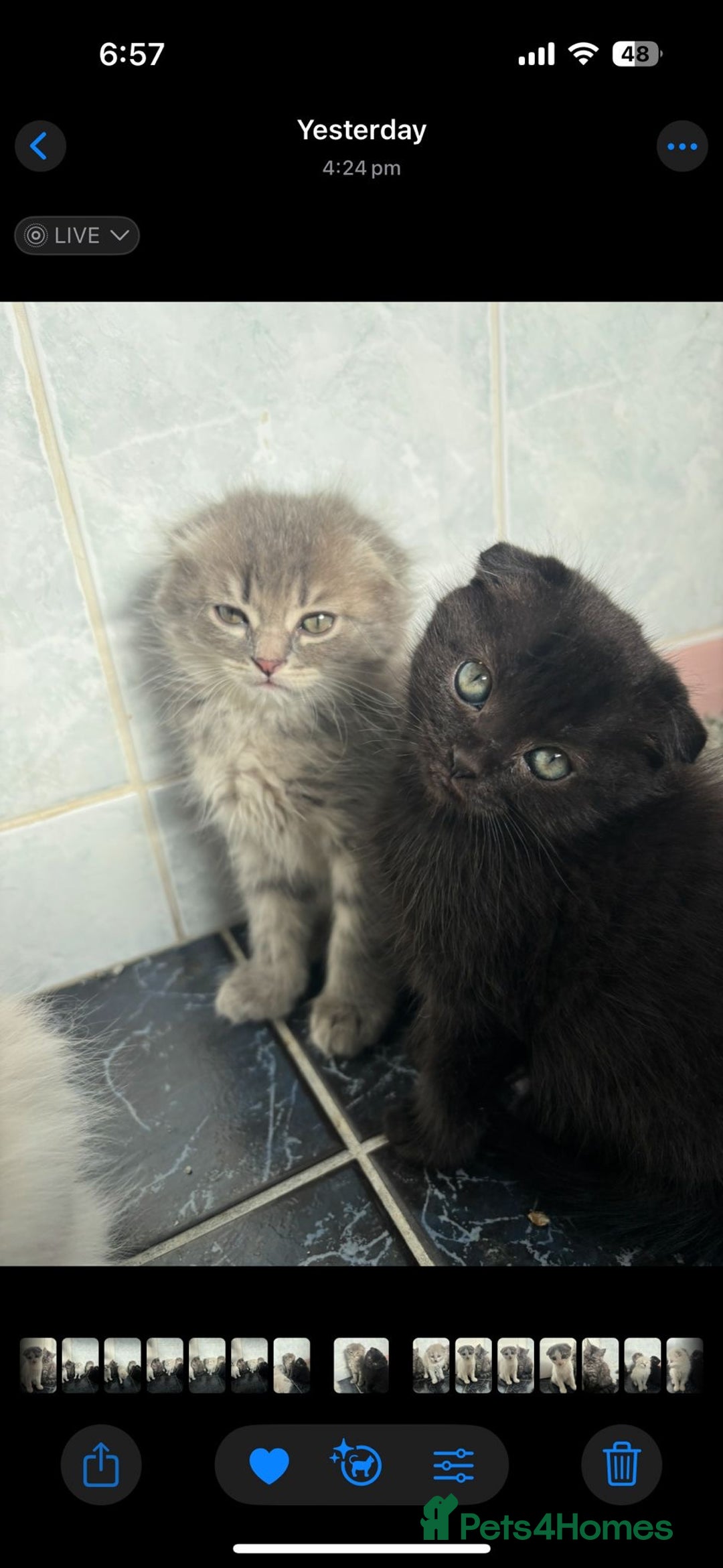 Scottish Fold cats for sale: Scottish fold kittens  - Image 16