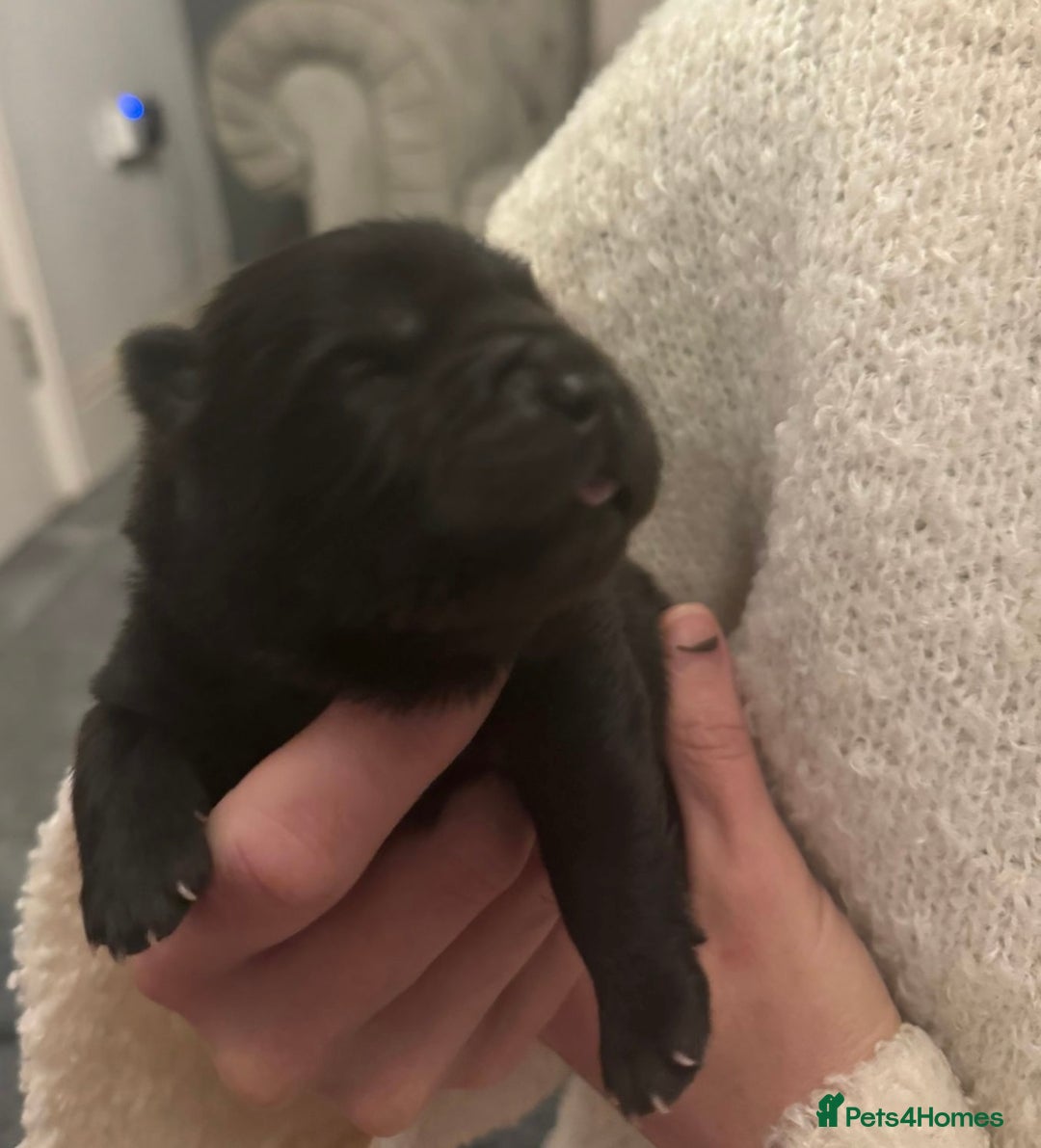 Chow Chow dogs for sale: KC reg chow chows  - Advert 10