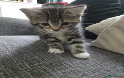 Mixed Breed cats for sale: Kittens for sale - Image 1