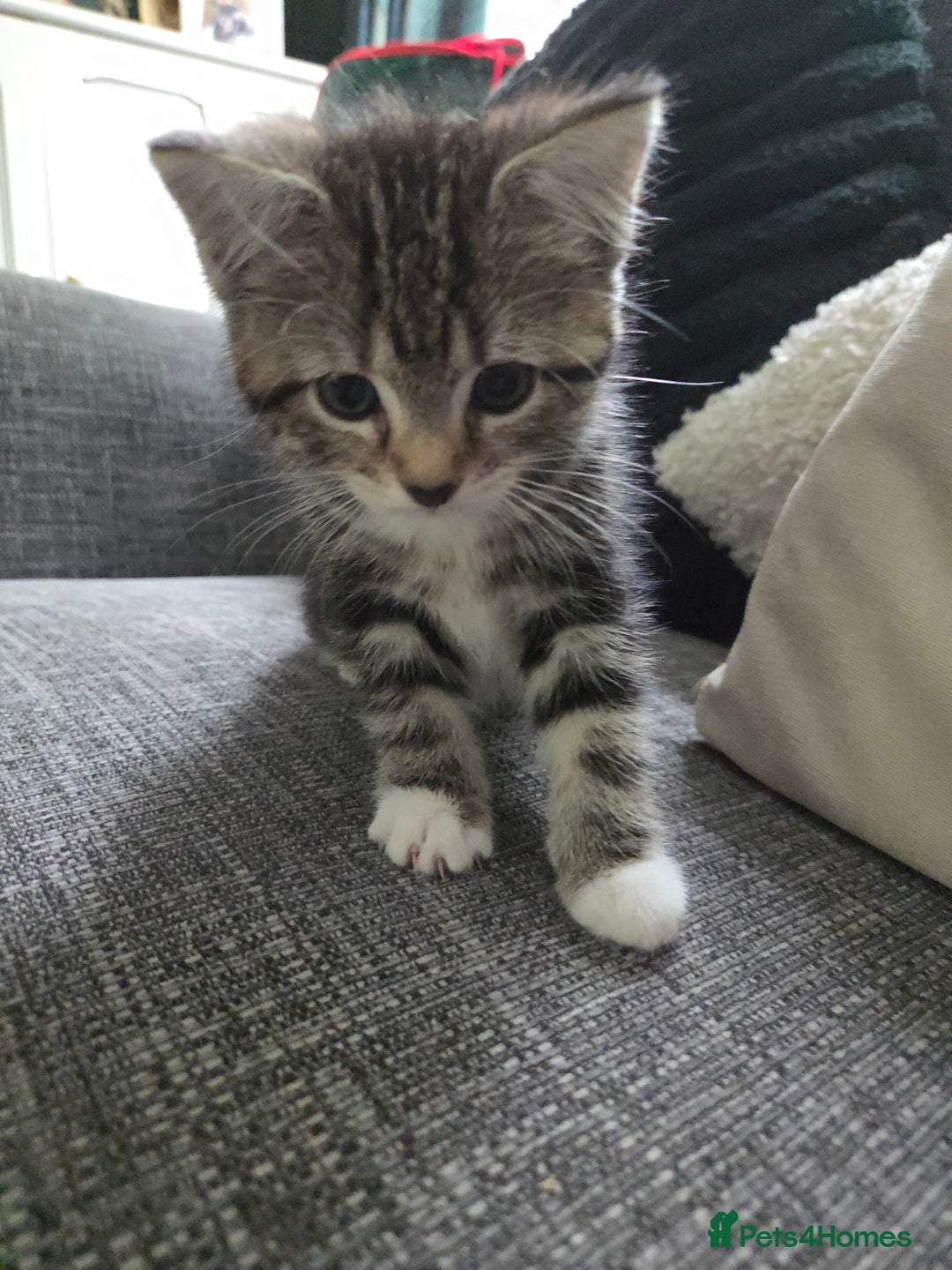 Mixed Breed cats for sale: Kittens for sale - Image 1