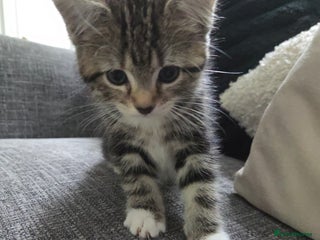 Mixed Breed cats - Advert 23