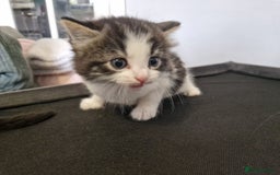 British Longhair cats for sale: Beautiful Fluffy kittens 3 Male 1 Female  - Image 10