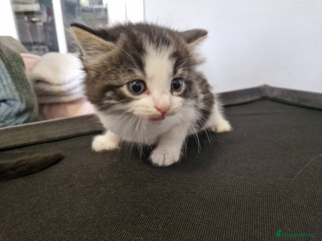 British Longhair cats for sale: Beautiful Fluffy kittens 3 Male 1 Female  - Image 10