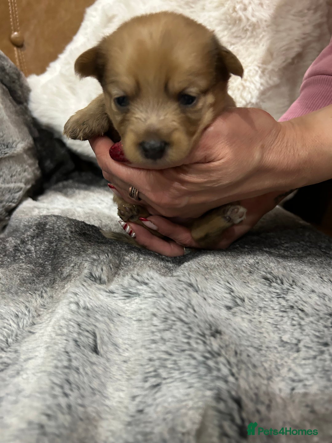 Mixed Breed dogs for sale: Miniature Dauchshund/ Pomeranian puppies for sale - Advert 34