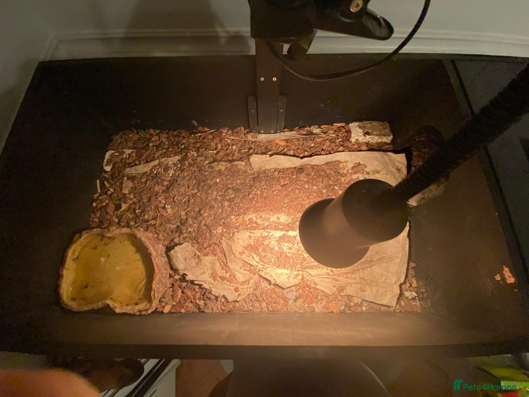 Tortoise reptiles for sale: Pair of Male Horsefield Tortoises with full set up - Advert 10