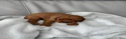 Cavalier King Charles Spaniel dogs for sale: Cavalier King Charles Spaniel puppies  - Advert 12
