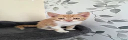 Mixed Breed cats for sale: Beautiful kittens looking for their forever homes  - Advert 29