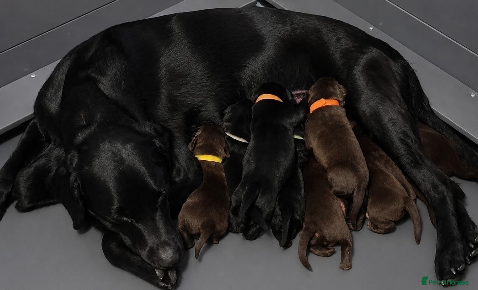 Labrador Retriever dogs Labrador Retriever puppies  - Advert 1