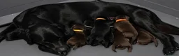 Labrador Retriever dogs for sale: Labrador Retriever puppies  in Sutton Coldfield - Advert 1