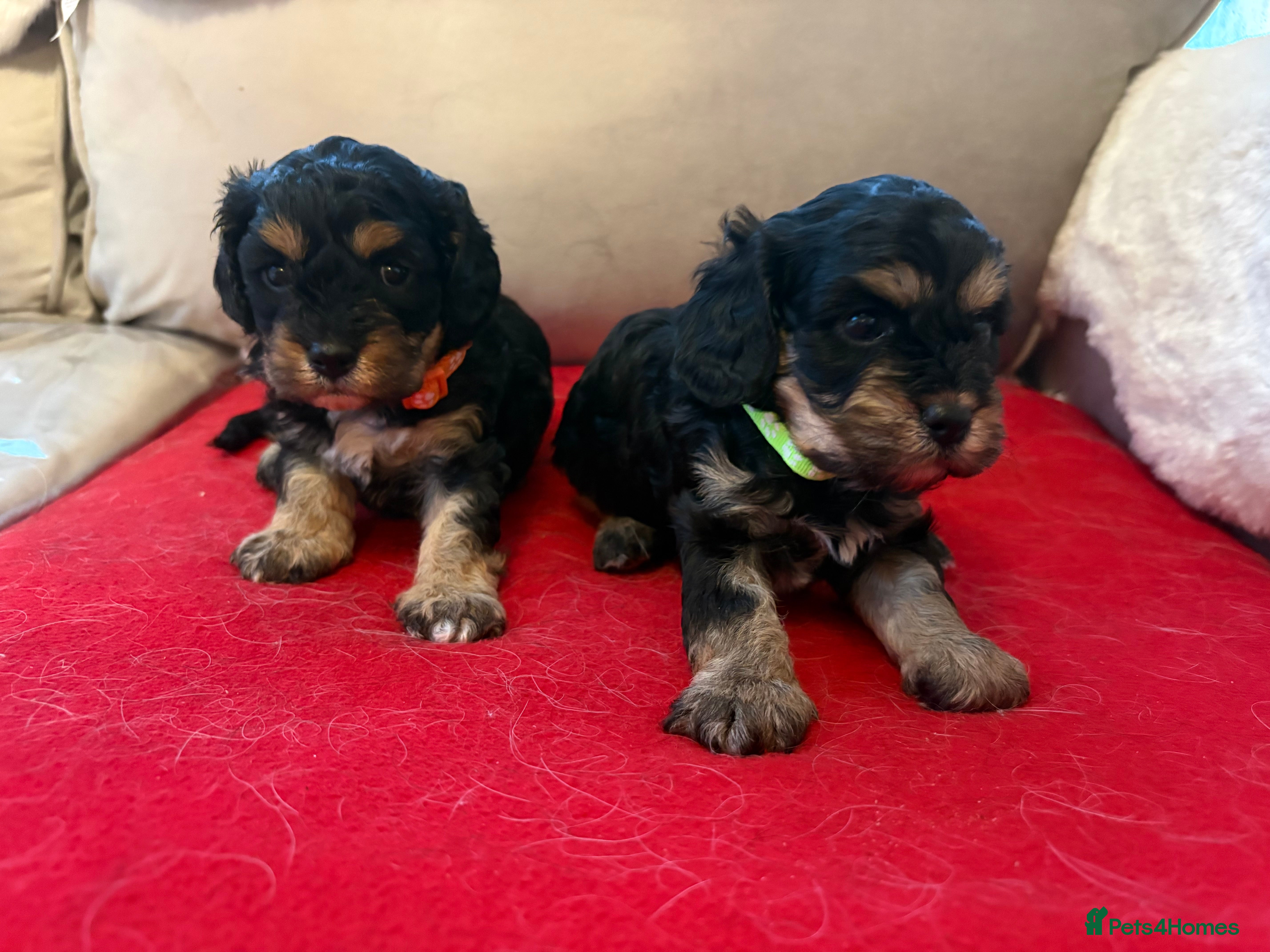 Cavapoo dogs 2 female F1 cavapoos - Advert 5