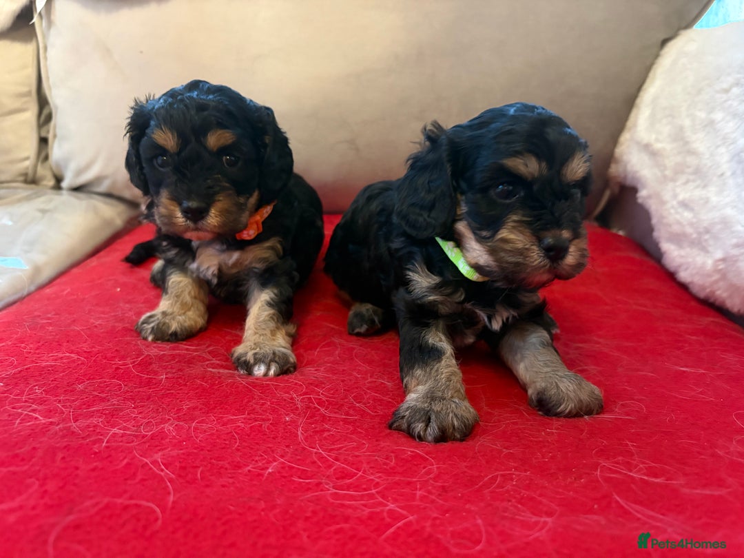 Cavapoo dogs for sale: 2 female F1 cavapoos - Advert 2