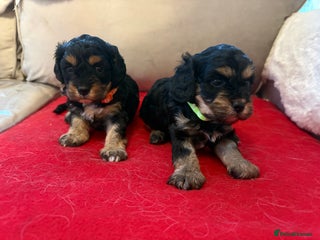 Cavapoo dogs 2 female F1 cavapoos - Advert 5