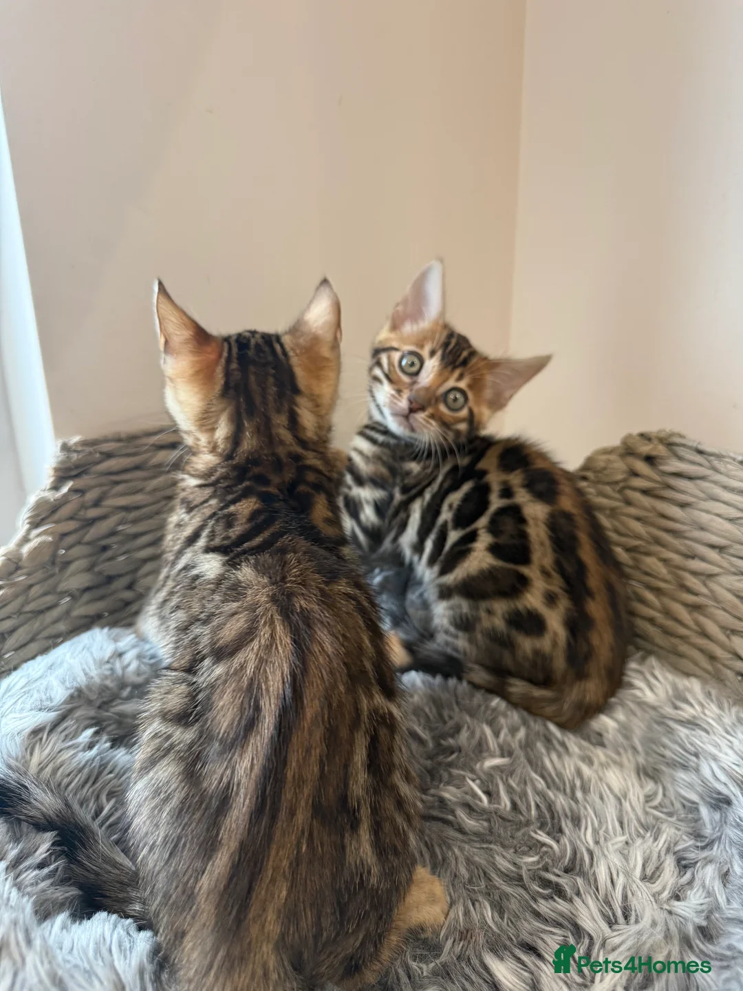 Bengal cats for sale: 🐆Adorable pedigree bengal kittens 🐆 - Advert 8